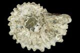 Bumpy Ammonite (Douvilleiceras) Fossil - Madagascar #115594-1